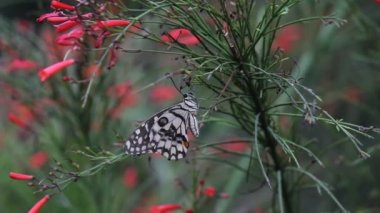 Springtime sırasında doğal habitatına çiçek bitkiler üzerinde oturan ortak bir kireç kelebek güzel video
