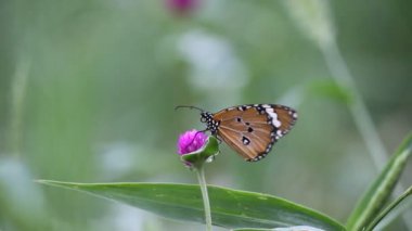 Çiçek fabrikasında oturan Plain Tiger Butterfly 'ın bir videosu ve doğal habitatına kendini besliyor 