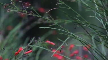Springtime sırasında doğal habitatına çiçek bitkiler üzerinde oturan ortak bir kireç kelebek güzel video