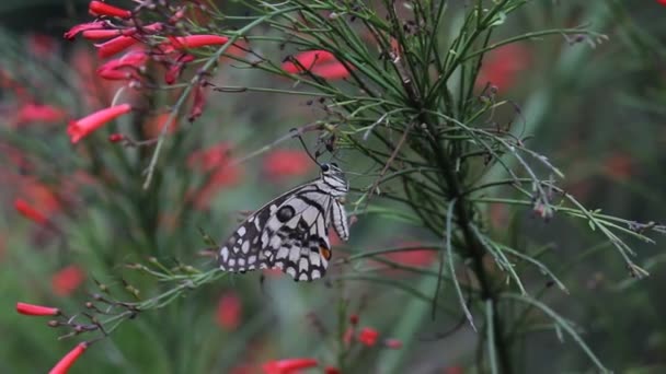Krásné Video Společném Limetném Motýlku Sedícího Květinových Rostlinách Svém Přírodním — Stock video