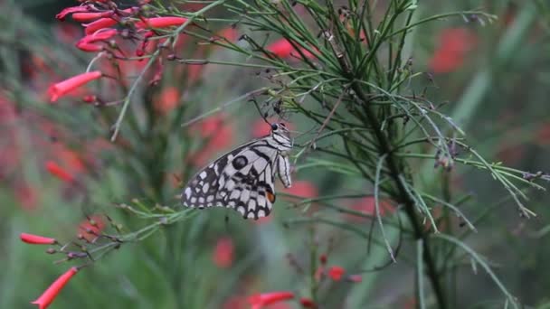 Belo Vídeo Uma Borboleta Limão Comum Sentada Nas Plantas Flores — Vídeo de Stock