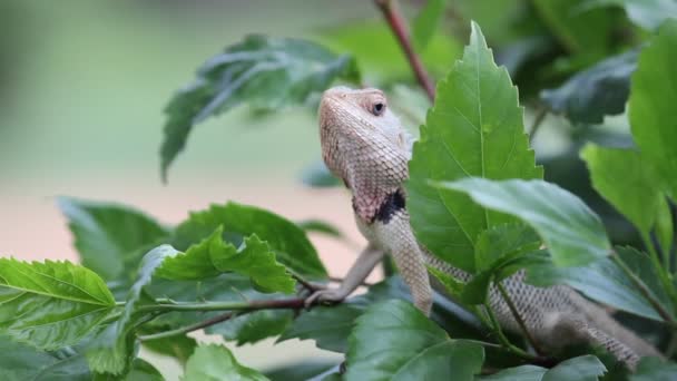 Video Una Lucertola Giardino Seduto Sulle Foglie Una Pianta Nel — Video Stock