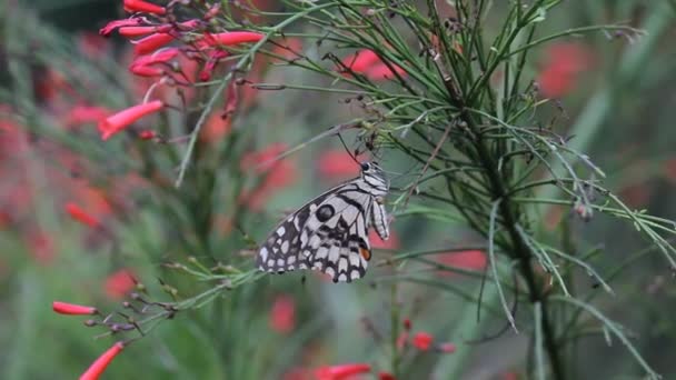 Hermoso Video Una Mariposa Común Lima Sentada Las Plantas Flores — Vídeo de stock