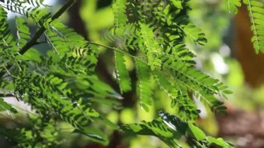 Yumuşak karanlık bir arka planda güzel bir gün sırasında görülen ağaca yaprakları