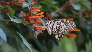 Springtime sırasında doğal habitatına çiçek bitkiler üzerinde oturan ortak bir kireç kelebek güzel video