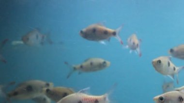 Balıklar bir akvaryum video