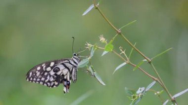 Springtime sırasında doğal habitatına çiçek bitkiler üzerinde oturan ortak bir kireç kelebek güzel video