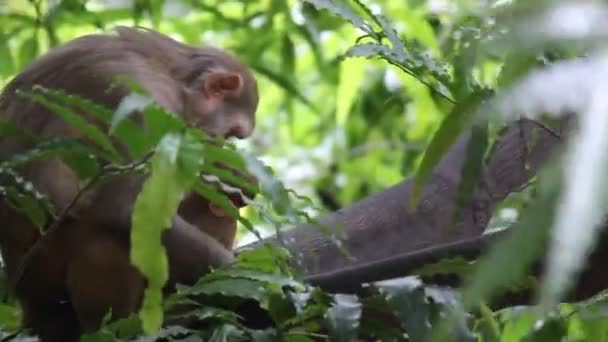 Une Mère Singe Son Bébé Assis Sur Arbre Dans Désert — Video