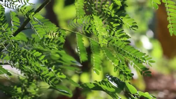 Listí Stromě Viděn Během Krásného Dne Měkkém Tmavém Pozadí — Stock video