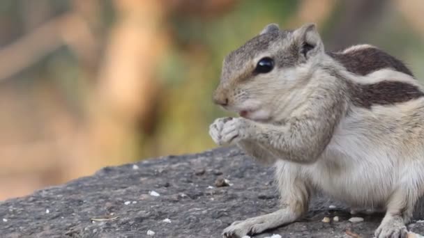 Une séquence vidéo d'un écureuil dans son habitat naturel .