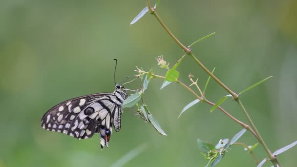在春天期间 一个共同的石灰蝴蝶坐在其自然栖息地的花卉上的美丽视频 — 图库视频影像