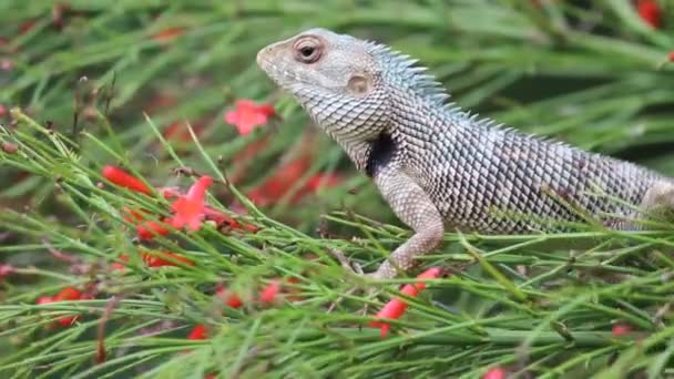 Video Garden Lizard Sitting Leaves Plant Park Its Natural Habitat — Stock Video