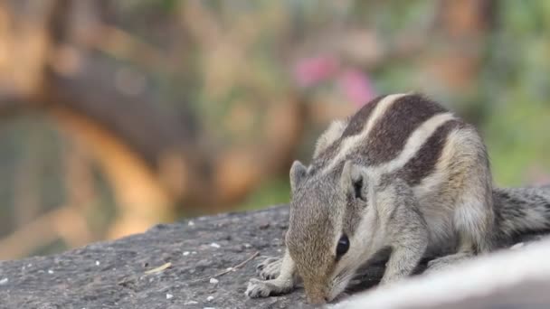 Une séquence vidéo d'un écureuil dans son habitat naturel .