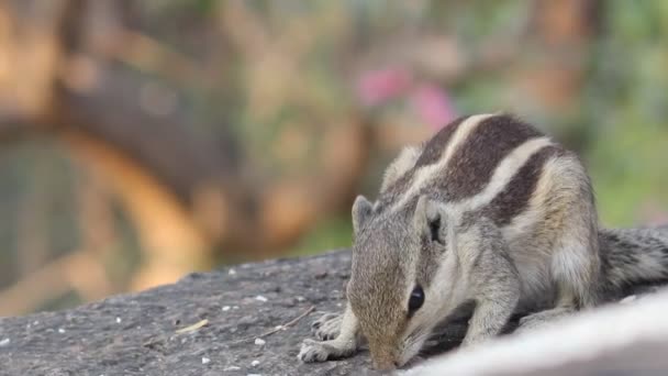 Video Footage Squirrel Its Natural Habitat — Stock Video