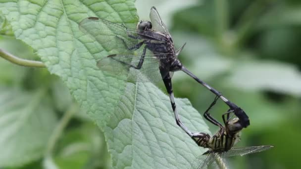 Libellen Paring Bladeren Van Plant — Stockvideo