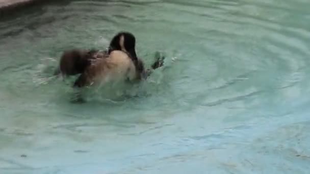 Відеокліп Качкою Маллард Плавання Освіжає Себе Водоймі — стокове відео
