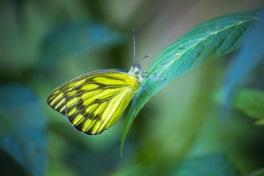 Yumuşak bulanık arka planda yaprakları üzerinde sevimli küçük kelebek portre