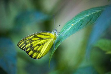Yumuşak bulanık arka planda yaprakları üzerinde sevimli küçük kelebek portre