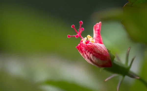 Hermoso Retrato Flor Hibisco Fondo Borroso Suave —  Fotos de Stock