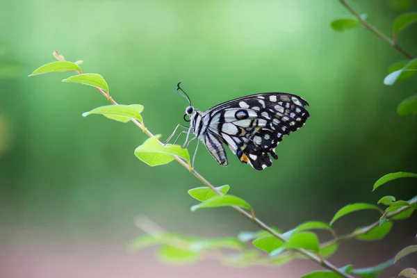 Bela Borboleta Limão Nas Plantas Flor Luz Natural Durante Primavera — Fotografia de Stock