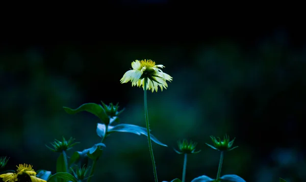 Beau Portrait Tournesol Dans Fond Sombre Flou — Photo