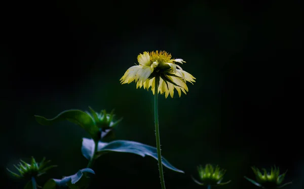 Retrato Bonito Gaillardia Pulchella Flor Fundo Embaçado Suave — Fotografia de Stock