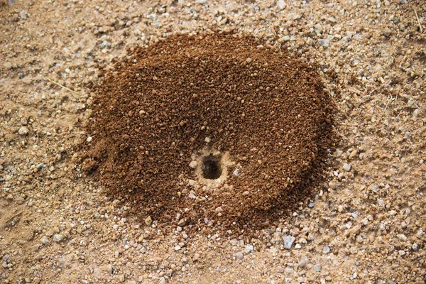 Bir Karınca Çukuru Portresi — Stok fotoğraf