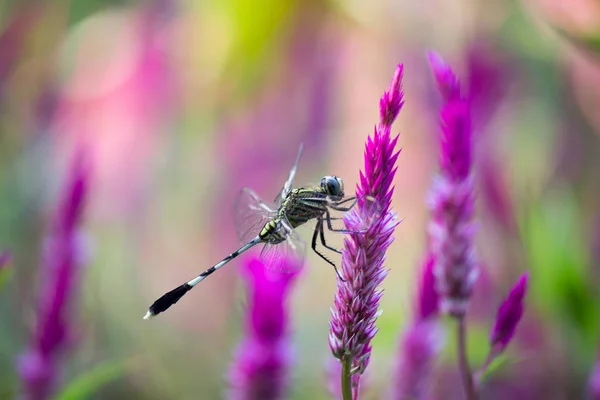 Beautiful Portrait of a Dragonfly on the flower Plants  in a soft blurry background
