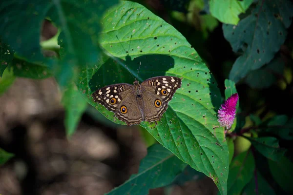 Портрет Павлина Pansy Butterfly Листьях Естественной Среде Обитания — стоковое фото