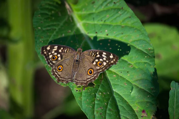 Retrato Peacock Pansy Butterfly Sobre Las Hojas Hábitat Natural —  Fotos de Stock