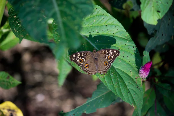 Портрет Павлина Pansy Butterfly Листьях Естественной Среде Обитания — стоковое фото