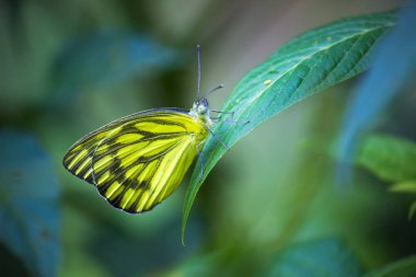 Yumuşak bulanık arka planda yaprakları üzerinde sevimli küçük kelebek portre