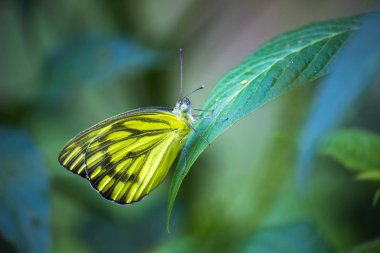 Yumuşak bulanık arka planda yaprakları üzerinde sevimli küçük kelebek portre