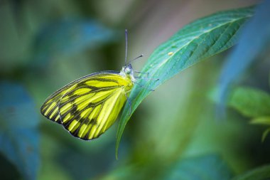 Yumuşak bulanık arka planda yaprakları üzerinde sevimli küçük kelebek portre