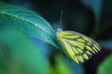 Yumuşak bulanık arka planda yaprakları üzerinde sevimli küçük kelebek portre