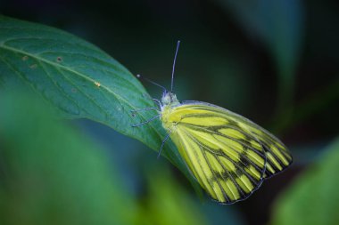 Yumuşak bulanık arka planda yaprakları üzerinde sevimli küçük kelebek portre
