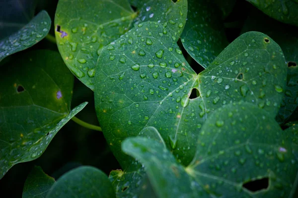 Feuilles Fleurissant Pendant Journée — Photo