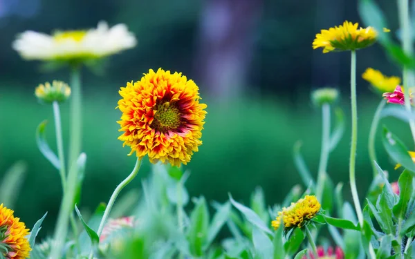 Beau Portrait Gaillardia Pulchella Flower Dans Doux Fond Flou — Photo