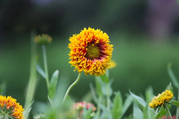 Hermoso Retrato Gaillardia Pulchella Flor Fondo Borroso Suave — Foto de Stock