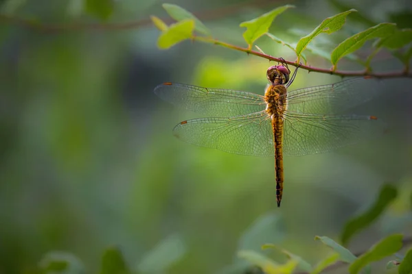 Beautiful Portrait Dragonfly Flower Plants Soft Blurry Background — Stock Photo, Image