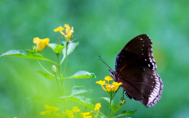 Doğal habitatta çiçek bitkileri üzerinde Crow Butterfly portre