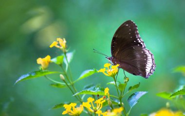 Doğal habitatta çiçek bitkileri üzerinde Crow Butterfly portre