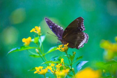 Portrait of Crow Butterfly on flower plants in its natural habitat clipart