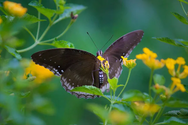 Doğal Habitatta Çiçek Bitkileri Üzerinde Crow Butterfly Portre — Stok fotoğraf