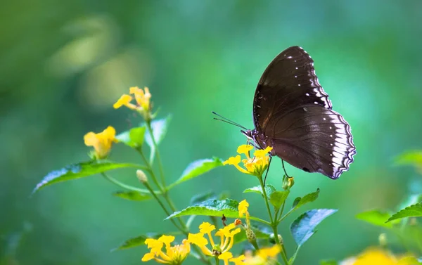 Doğal Habitatta Çiçek Bitkileri Üzerinde Crow Butterfly Portre — Stok fotoğraf