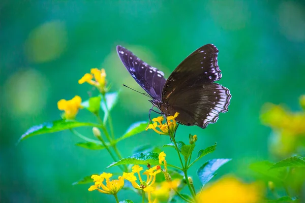 Portret Wrona Butterfly Roślinach Kwiatowych Naturalnym Środowisku — Zdjęcie stockowe