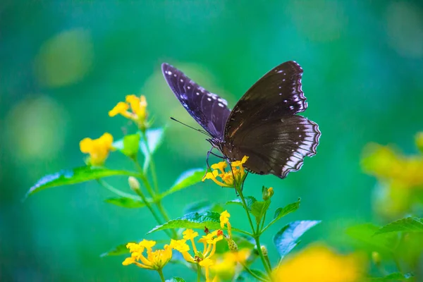Doğal habitatta çiçek bitkileri üzerinde Crow Butterfly portre