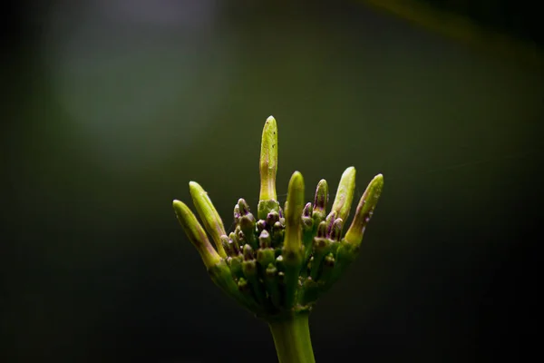 Leaves Blooming Away Day — Stock Photo, Image