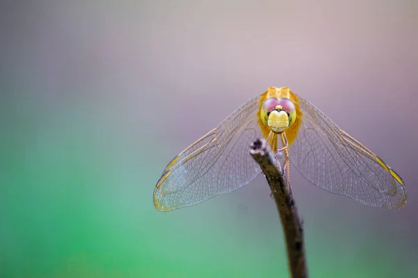 在柔软模糊的背景植物的花的蜻蜓美丽的肖像 — 图库照片