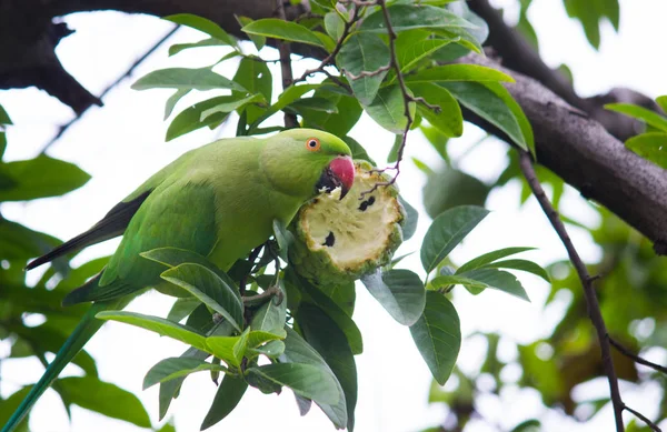 Rose Ringed Parakeet Drzewie Jedzenia Owoców — Zdjęcie stockowe